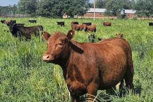 Los altos precios ganaderos y las nuevas lluvias impulsan la siembra de pasturas