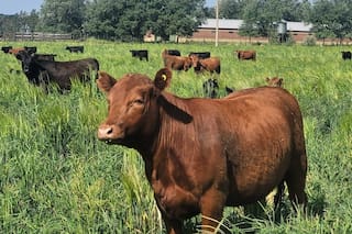 Los altos precios ganaderos y las nuevas lluvias impulsan la siembra de pasturas