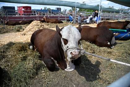La ganadería atraviesa un buen momento de precios
