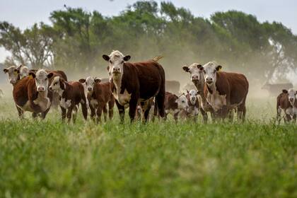 La ganadería, ayudada por las exportaciones de carne