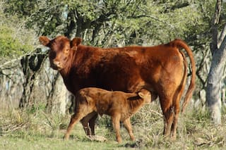 La ganadería, en un momento para aprovechar