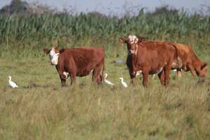 La ganadería convive con otras especies