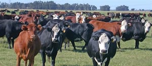 Fertilización estratégica y utilización del pasto para disminuir la brecha productiva