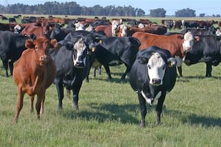 Fertilización estratégica y utilización del pasto para disminuir la brecha productiva