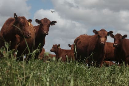 La hacienda para la provisión de carne de la cuota debe alimentarse a pasto