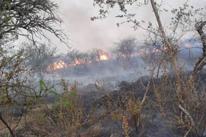 La ganadería es el sector más afectado: los campos quedaron devastados y la hacienda no tiene dónde pastar