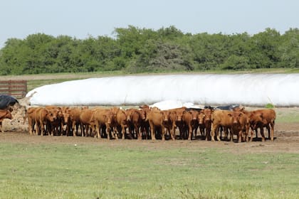 La ganadería es una de las actividades que más podría beneficiarse con la ampliación del cupo para la exportación de carne vacuna a Estados Unidos