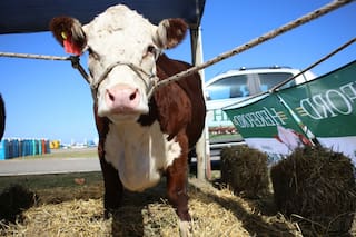 La ganadería dejó su marca en Expoagro