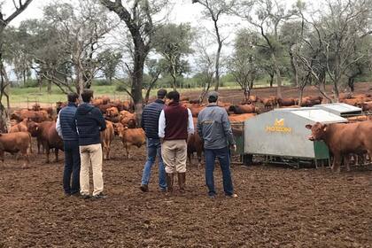 La ganadería, también presente