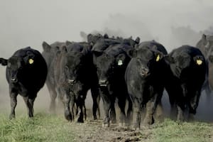 Ganadería: avanzando hacia el pasto y su genética