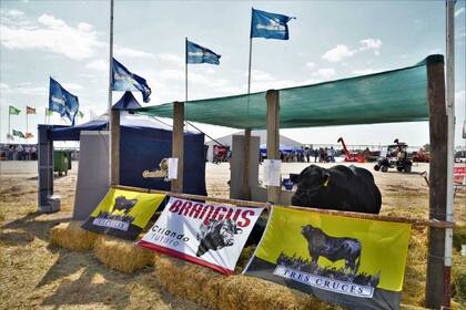 La ganadería tuvo su lugar en Expoagro