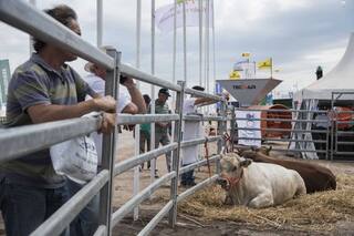 Subasta de Campos y Ganados en Expoagro