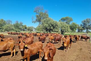 Una sociedad engañada