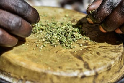 La "ganja" o marihuana, es una planta sagrada que permite a los seguidores del rastafari entender la palabra de Yah, el creador