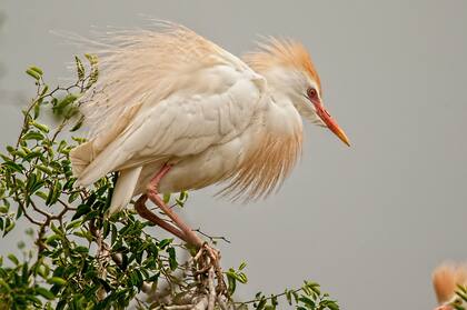 La garcita bueyera es vistosa por su plumaje.