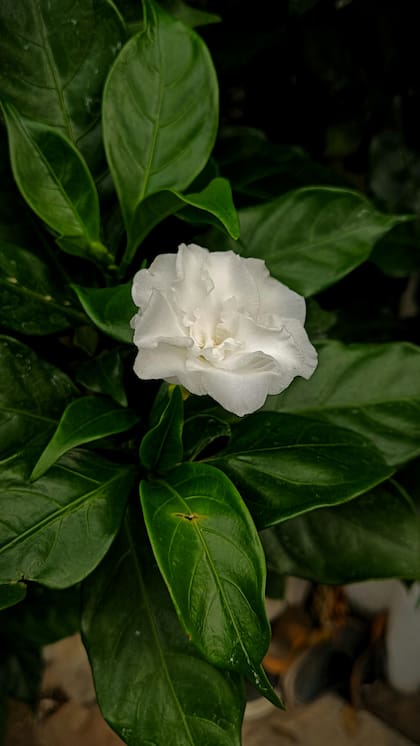 La gardenia puede crecer bien en espacios reducidos