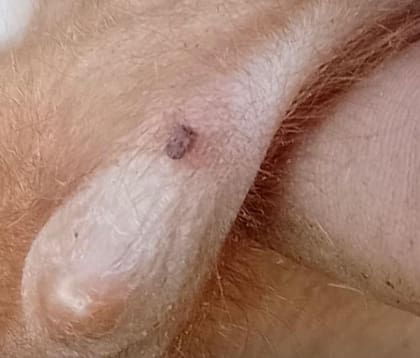 La garrapata, además de causar pérdidas por baja de peso y ganancia diaria, transmite enfermedades como la tristeza bovina —complejo que incluye la babesiosis y el anaplasma— que puede causar la muerte