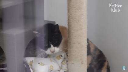 La gata callejera se recuperó en un centro de rehabilitación y fue puesta en adopción