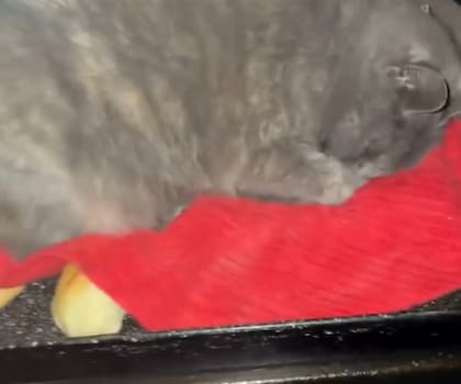 La gata durmió encima de los panes recién salidos del horno