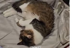 La gata Emmie se ganó el corazón del embajador británico en Paraguay, Ramin Navai