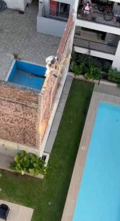 La gata estaba atrapada en una medianera del barrio de San Cristóbal.