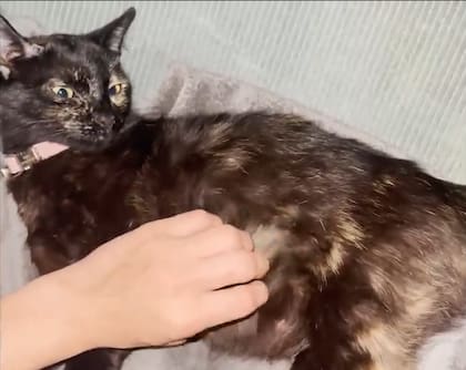 La gata estaba atravesando un embarazo avanzado (Foto: The Dodo)