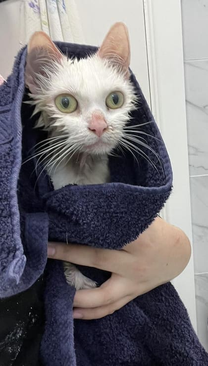 La gata estaba letárgica e inmóvil.