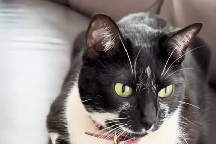 La gata fue adoptada por la tienda