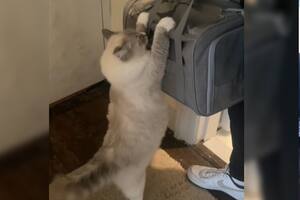 La gata Martini no quería que los gatitos se vayan (Captura: @alissaxxjo)