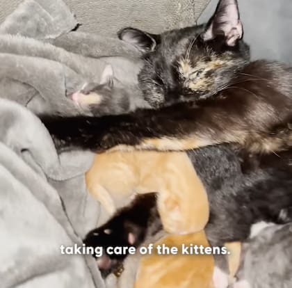 La gata parió en la casa de Lara a cinco cachorros (Foto: The Dodo)