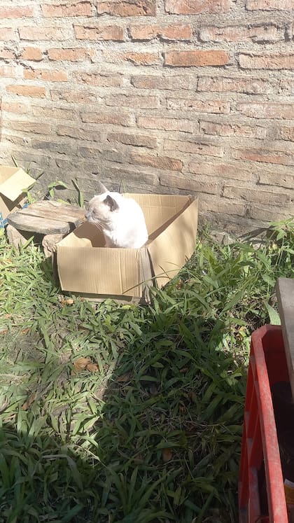 La gata que había adoptado no era hembra sino un macho castrado.