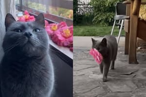 La gata que regalaba flores todos los días y la inesperada razón que emocionó a su humana