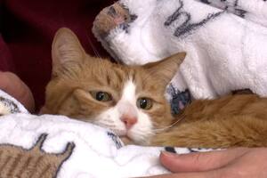 La gata Sunny-Loo sobrevivió a un viaje de 1600 km dentro de un sillón