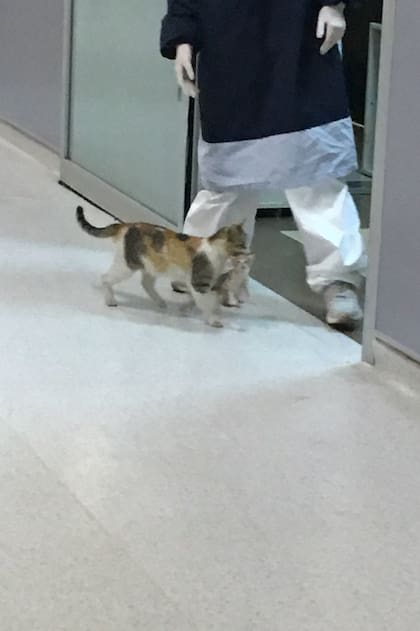La gata y su cachorro fueron derivados luego a una veterinaria