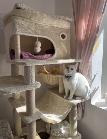 La gatita blanca se convirtió en un miembro oficial de la familia Eftekhar.