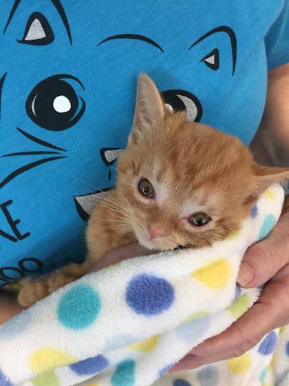 La gatita de sólo 9 semanas se recupera rápido de la intervención