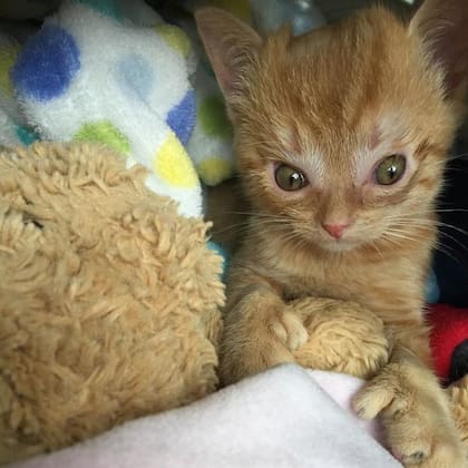 La gatita de sólo 9 semanas se recupera rápido de la intervención