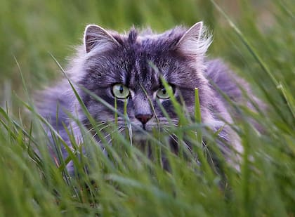 La gatita le salvó la vida a su dueño