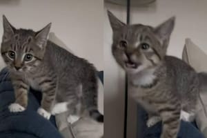 El tierno video de una gata “bilingüe” que aprendió a ladrar tras convivir con varios perros
