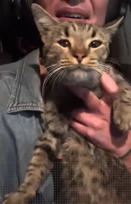 La gatita se dejó acariciar muy fácilmente (Captura: The Dodo)