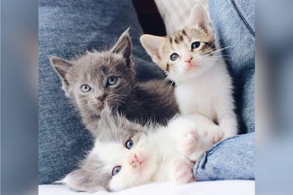 La gatita se recuperó en un refugio una vez rescatado y luego fue entregado en adopción (Archivo)