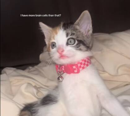 La gatita se robó todas las miradas (Captura: @ilove_chickenpotpie)