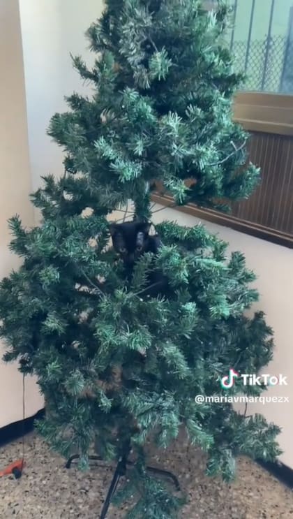 La gatita se subió varias veces al árbol navideño de su dueña y no la dejó tenerlo con las luces ni decoración