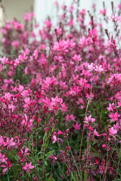 La gaura parece frágil pero soporta el viento y florece una y otra vez