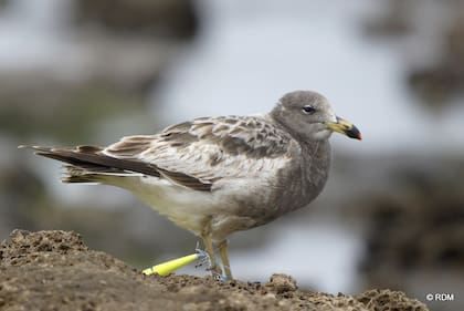 La gaviota cangrejera es vulnerable a tragar un anzuelo o a enredarse con restos de líneas de pesca que utilizan los pescadores recreativos.