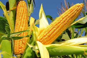 Los cultivos de maíz prometen una buena cosecha, pero aún no está asegurada