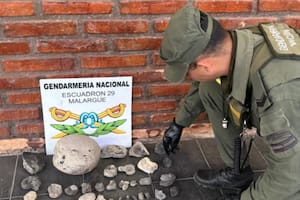 Gendarmería rescató 33 fósiles de hace 300 millones de años que eran transportados en un auto