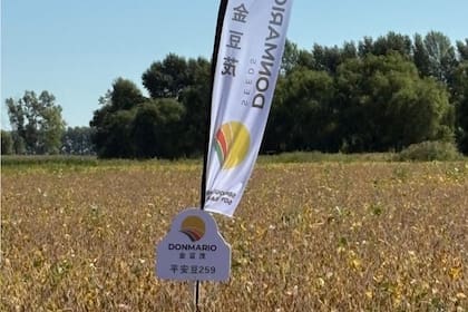 La genética de la empresa ya se siembra en entre 40.000 y 50.000 hectáreas en China.