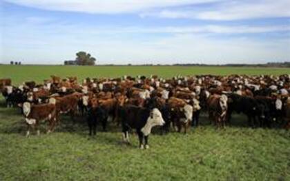 La genetica es clave para la mejora de la producción