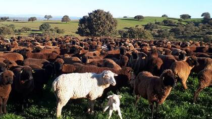 La gente del campo está vendiendo terrenos y rebaños para recuperar cuanto antes el dinero perdido.